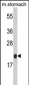 FKBP11 Antibody (N-term)