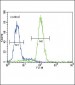 HMGCS2 Antibody (C-term)