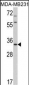 HPGD Antibody (C-term)