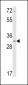 Calponin-1 Antibody (N-term)