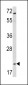 Glucagon Antibody (C-term)