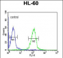 HLA-DRA Antibody (C-term)