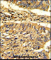 Hsp 60 Antibody (N-term)