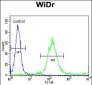 RELA Antibody (N-term)