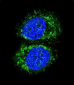 RELA Antibody (N-term)