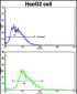 LAMB2 Antibody (C-term)