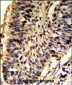 SNRPD2 Antibody (N-term)