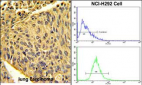 EPB41L4B Antibody (C-term)