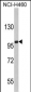 EPB41L4B Antibody (C-term)