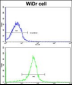 FHL1 Antibody (C-term)