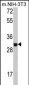 FHL1 Antibody (C-term)