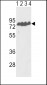 ECE-1 Antibody (Center)