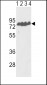 ECE-1 Antibody (Center)