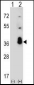 SFRS1 Antibody (C-term)