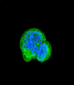 AP6859a-ASPA-Antibody-N-term