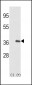 IL1A-S87 Antibody