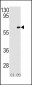 MAP3K7IP1-S423 Antibody