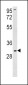 SOD3 Antibody (N-term)