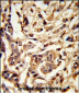 GALT Antibody (C-term)