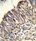 HADHA Antibody (C-term)