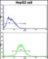 FTH1 Antibody (C-term)