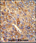 FTH1 Antibody (C-term)