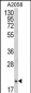 FTH1 Antibody (C-term)