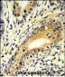 FAM3B Antibody (N-term)