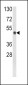 GLUL Antibody (N-term)