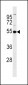 GSS Antibody (C-term)