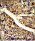 FMO3 Antibody (N-term)