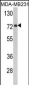 FMO3 Antibody (N-term)