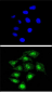 AP6905c-CBFB-Antibody-Center