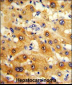 RPS15 Antibody (N-term)