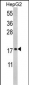 RPS15 Antibody (N-term)