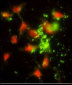 SRP72 Antibody (Center)