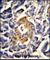 SRP72 Antibody (Center)
