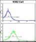 UNC5C Antibody (Center)