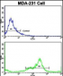 VCP Antibody (C-term)