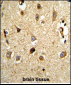 VCP Antibody (C-term)