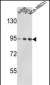 VCP Antibody (C-term)