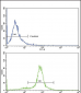 PAX6 Antibody (Center)