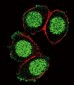 PAX6 Antibody (Center)