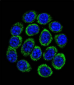 TPH1 Antibody (N-term)