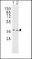 OGG1 Antibody (C-term)