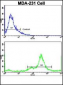 NDRG1 Antibody (N-term)