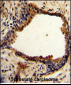 NDRG1 Antibody (N-term)