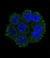 TMPRSS3 Antibody (Center)