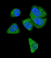 C6 Antibody (N-term)