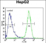 HEXA Antibody (N-term)